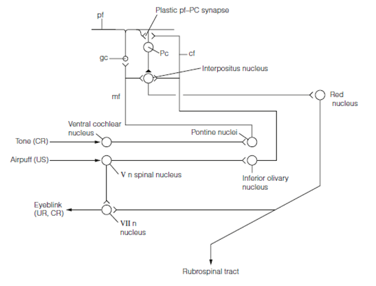 1645_Classical conditioning of the eye blink reflex.png